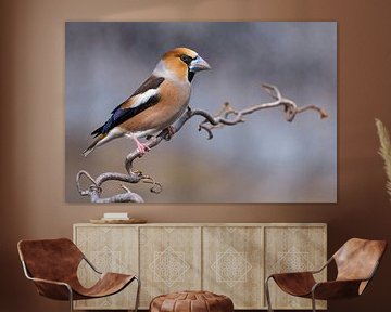 Hawfinch, Coccothraustes coccothraustes by Beschermingswerk voor aan uw muur