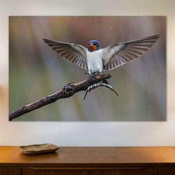 Rauchschwalbe (Hirundo rustica) von Beschermingswerk voor aan uw muur