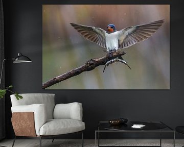 Barn Swallow (Hirundo rustica) by Beschermingswerk voor aan uw muur