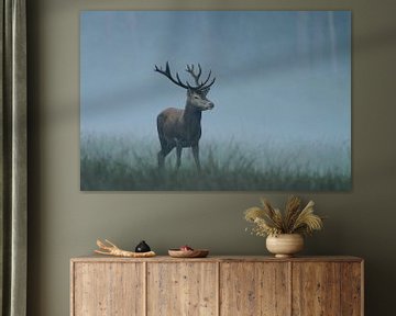 Red Deer von Menno Schaefer