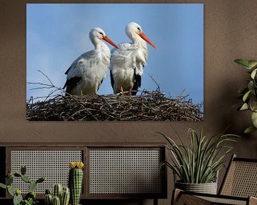 Ooievaarspaar op nest van Beschermingswerk voor aan uw muur
