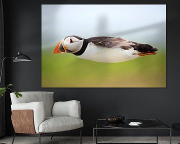 Atlantic Puffin (Fratercula arctica) by Beschermingswerk voor aan uw muur