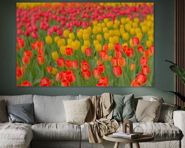 Tulpen pracht van Andy Luberti