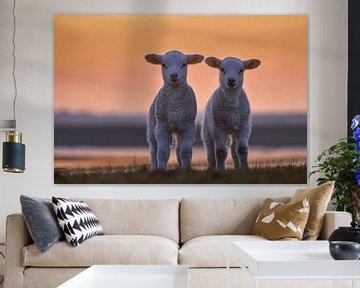 Two lambs in the evening light by Bodo Balzer