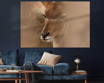 Large kudu by Maya Schoeber