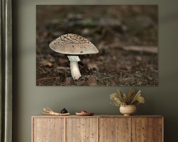 Champignon sur John Leeninga