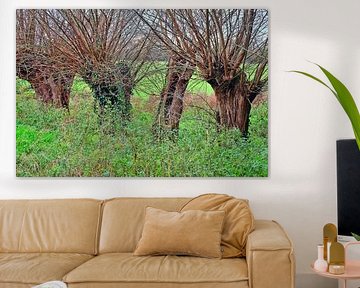 pollarded willows