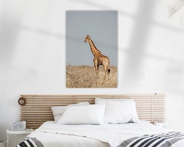 Giraf in de vlakte || Etosha National Park, Namibië