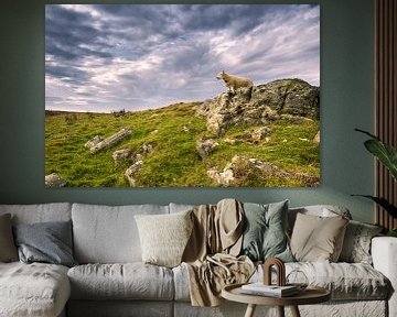 Schotse schapen van pixelstory