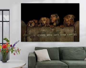 Group of dogs looking over the barn door by Caroline van der Vecht