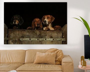 Drie honden kijken over de rand van een houten staldeur