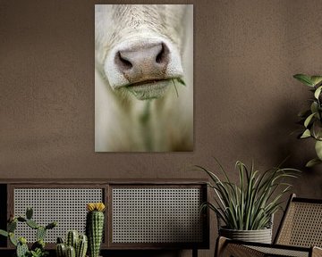 Snuit van een koe met grassprietje in mondhoek