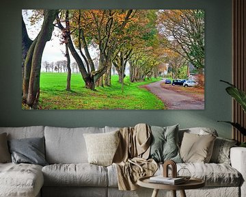 Pad van de bomen
