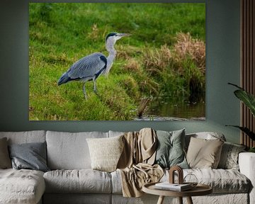 Blauwe reiger na vangst lekker hapje van Merijn Loch