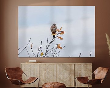 Kestrel dans le polder sur Merijn Loch