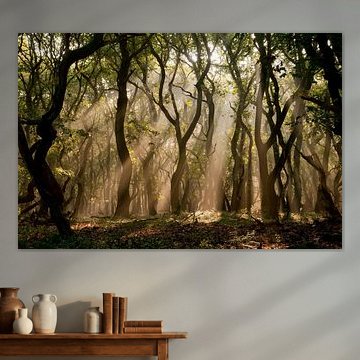 Mysterious forest with sunbeams by @ GeoZoomer