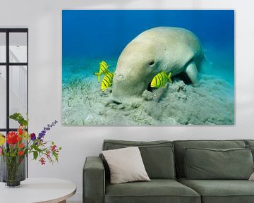 Dugong (Dugon dugon) grazes in sea grass accompanied by golden mackerel, (Gnathanodon speciosus), Sh by Norbert Probst