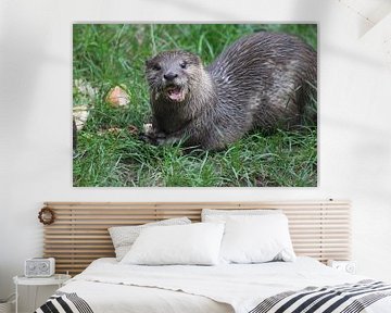 Loutre sur Persfotografieholland