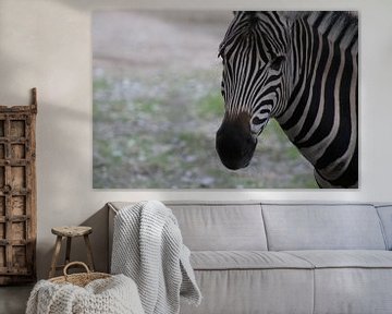 Zebra, van Persfotografieholland