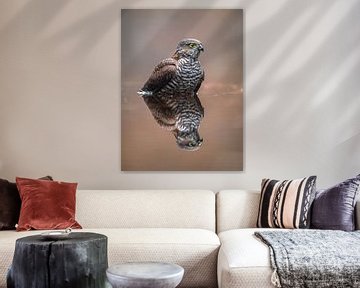 Sparrowhawk mirroring