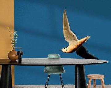 Adult Ross's Gull (Rhodostethia rosea) by Beschermingswerk voor aan uw muur