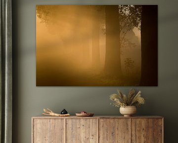 Early morning light through the mist by Marcel Kerkhof