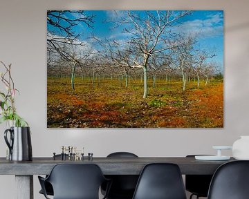 Walnoot boomgaard met blauw geverfde stammen van Peter Schoo - Natuur & Landschap