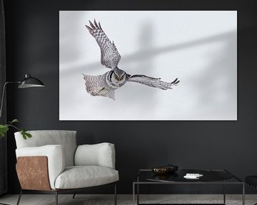 Flying Northern Hawk Owl (Surnia ulula) by Beschermingswerk voor aan uw muur