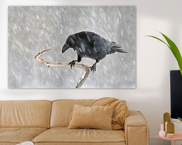 Corbeau (Corvus corax) dans une averse de neige sur Beschermingswerk voor aan uw muur