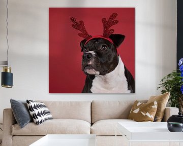 Portret van een bruine Amerikaanse Staffordshire Terrier hond met een Rudolph the rednosed reindeer  van Leoniek van der Vliet
