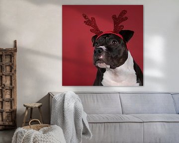 Portret van een bruine Amerikaanse Staffordshire Terrier hond met een Rudolph the rednosed reindeer  van Leoniek van der Vliet