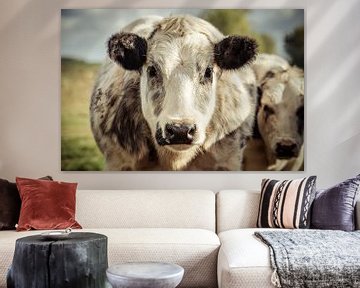 Grey And White Dairy Cow