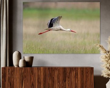 Cigogne blanche (Ciconia ciconia) sur Dirk Rüter