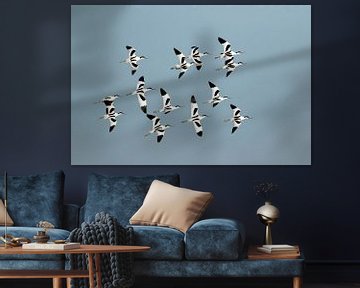 Kluten (Recurvirostra avosetta) im Formationsflug von Beschermingswerk voor aan uw muur