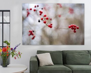 Nahaufnahme von roten Beeren gegen einen Fotoabzug mit weissem Himmel von Manja Herrebrugh - Outdoor by Manja
