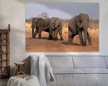 African elephants in the savannah by Roland Brack