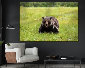 Grizzly bear in a meadow by Roland Brack