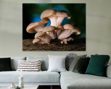 Mushrooms - The oyster mushroom by Max Steinwald