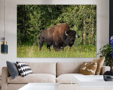 American Wood Bison on the Alaska Highway by Roland Brack