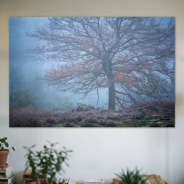 Ein kalter, nebliger Morgen auf der Kampina