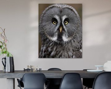 Lapland owl looking at you with piercing eyes by Patrick van Bakkum