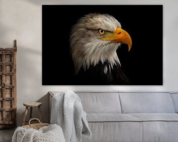 Portrait d'un aigle de mer américain sur Karin aan de muur