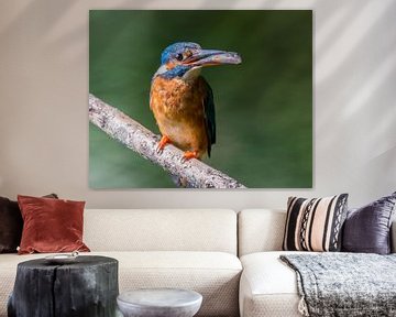 Trotse ijsvogel moeder met een vis voor haar kinderen van Jasmijn Fotografeert