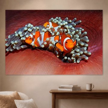 Amphiprion ocellaris appelé Nemo