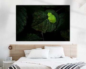 Tree frog by Bert Kok