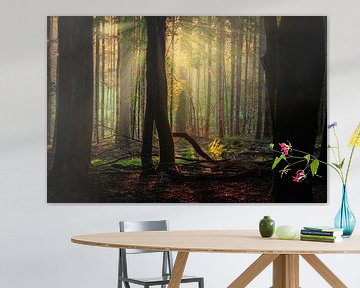 Wald mit ersten Lichtstrahlen von Björn van den Berg