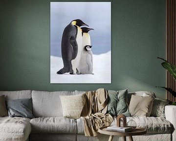 Emperor Penguin (Aptenodytes forsteri) family standing on sea ice