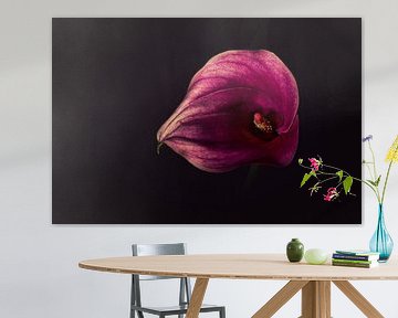 Calice d'Aron Calla Zantedeschia sur Mayra Fotografie