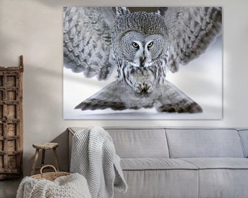 Hunting Great Grey Owl (Strix nebulosa) by Beschermingswerk voor aan uw muur