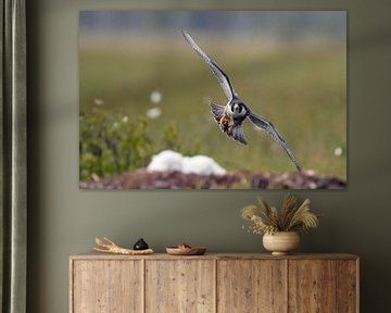 Faucon pèlerin adulte (Falco peregrine) sur Beschermingswerk voor aan uw muur